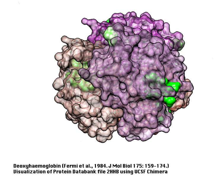 Hemoglobin tetramer